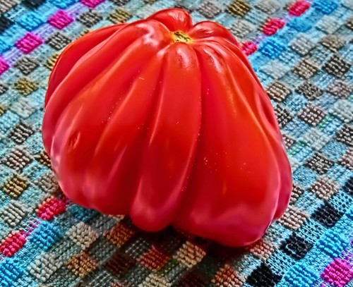 Pomodoro cuore bue - bue,