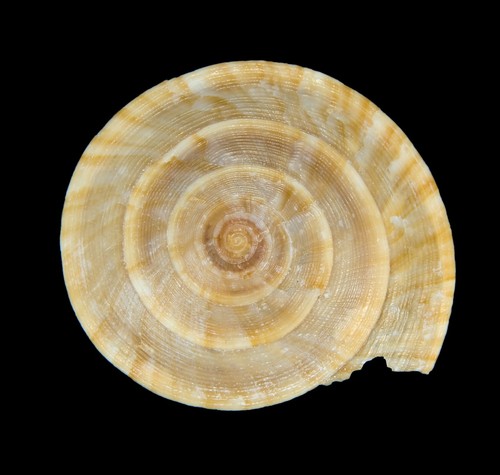 Conchiglia 136 - conchiglia,