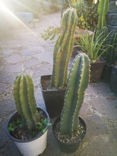Talee cereus peruvianus 35/40