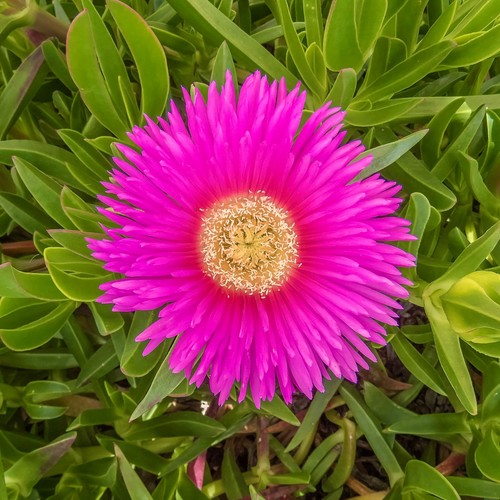 Carpobrotus edulis unghia - carpobrotus,