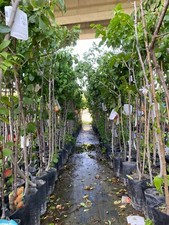 Piante da frutto in fitocella