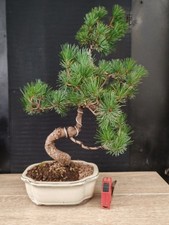 bonsai di pino pentaphilla h