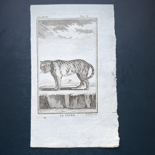 Animali esotici tigre stampa - esotici, tigre-stampa