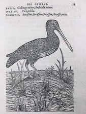 Sandpiper 1557 Beccaccia