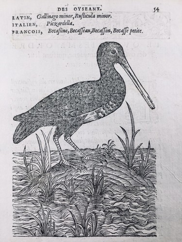 Sandpiper 1557 beccaccia - sandpiper,