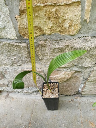 Johannesteijsmannia magnifica