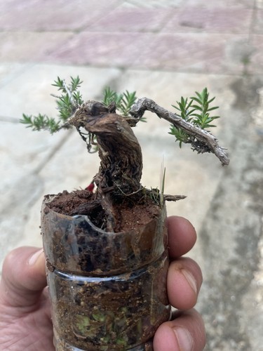 Bonsai timo mame tronco - timo,