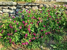 30 Semi Belle Di Notte