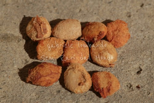 Cotogno del bengala aegle - del,