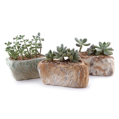 T4u fioriera succulenta - fioriera, in