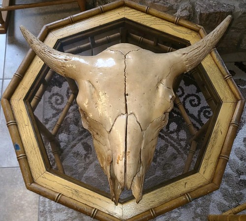 Testa teschio bisonte - testa, di
