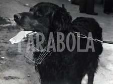 Foto Vintage Animali, Cane poliziotto con museruola, anni 60, stampa 24x18 cm