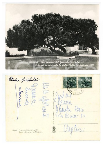 1950 caprera pino piantato - ca,