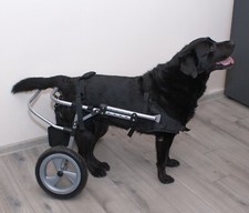 Carrello deambulatore per cane disabile gambe posteriori taglia L