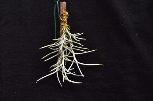 Tillandsia mollis