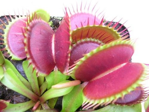 Dionaea muscipula graines - muscipula,