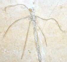 Malm Geocoma carinata Grande