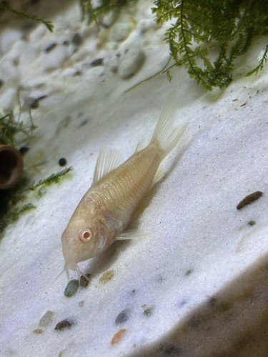 Pesce betta lumache - pesce,