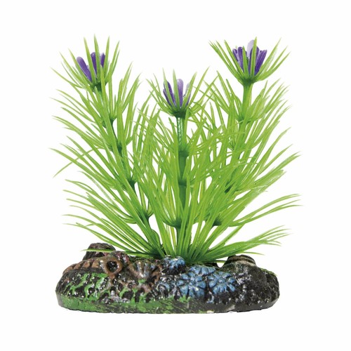 Limnophila aquatic plants - de,