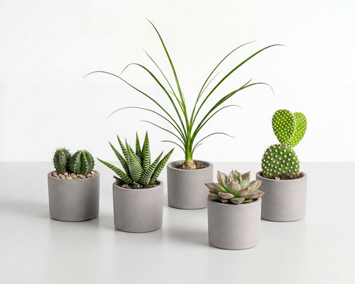 Mix piante grasse - , 5