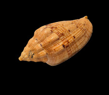 Conchiglia Shell VOLUTA