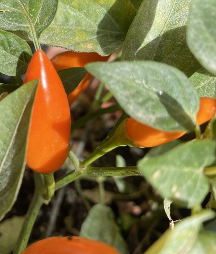 Semi peperoncini piccanti - di,