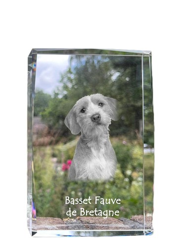 Basset fauve bretagne - basset,