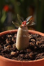 PIANTA ADENIUM SOMALENSE var. CRISPUM - ROSA DEL DESERTO, VASO TERRACOTTA 7cm