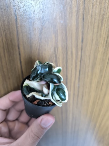 Hoya carnosa compacta - carnosa,