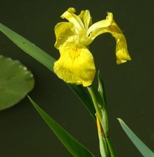 Giglio spada d'acqua - Iris