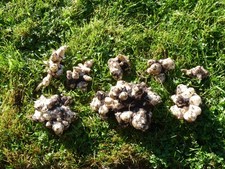 Tuberi di Topinambur 7 Kg