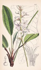 Galipea Macrophylla Brasile