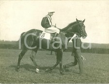 1930 ca BERLIN Ippica Cavallo ANMARSCH torna al peso *Fotografia