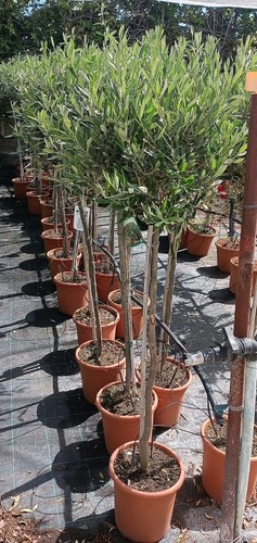 Pianta olivo vaso - di, in