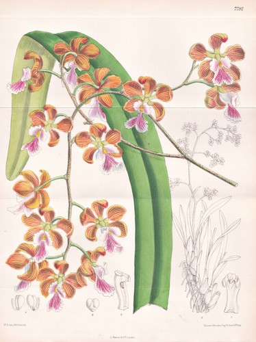 Epidendrum osmanthum brasil - epidendrum,