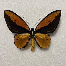 Entomologia*Ornitoptera