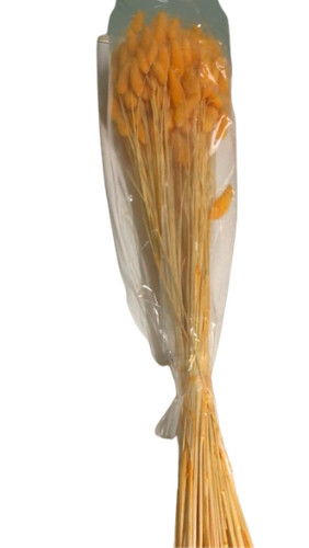 Lagurus topini 70cm - lagurus, arancio