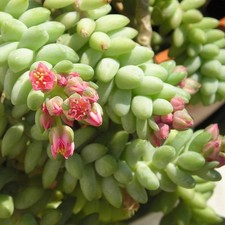 Sedum morganianum var burrito - sedum,