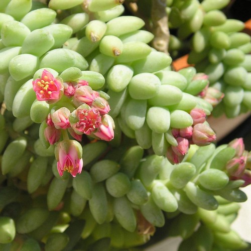 Sedum morganianum var burrito - sedum, var.