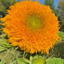 100 Semi Girasole nano TEDDY