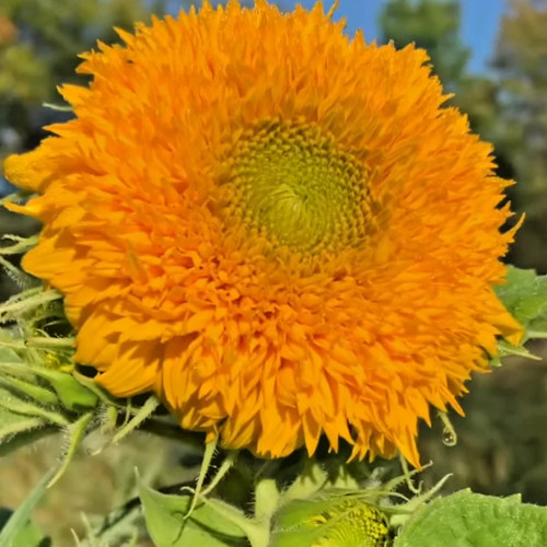 100 semi girasole nano - 100, teddy