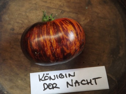 Pomodoro regina della - , notte