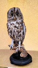 TROFEO DI CACCIA ESEMPLARE ALLOCCO VECCHIA TASSIDERMIA TAXIDERMY BIRD UCCELLO