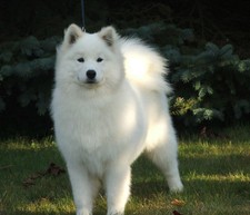 TRANSFER STAMPA MAGLIETTA T-SHIRT FELPA CANE CANI SAMOIEDO DOG DOGS PUPPY