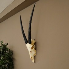 Oryx (Oryx Gazella) HL 62 + 68