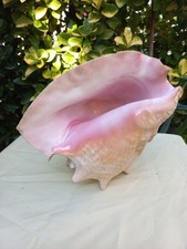 Conchiglie Stromboide aliger