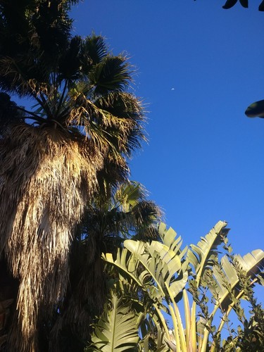 Palma washingtonia filifera - ,