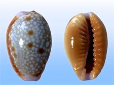 Cypraea helvola argella diego - helvola,