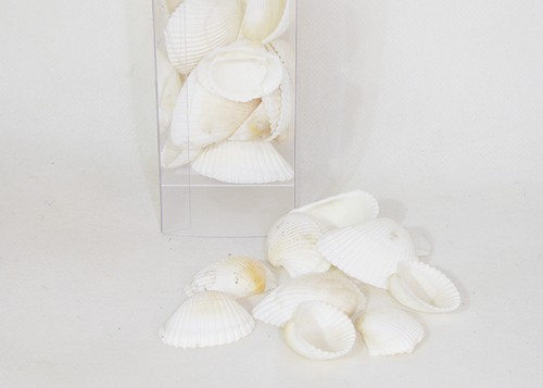 Conchiglia cippy white - cippy, gr