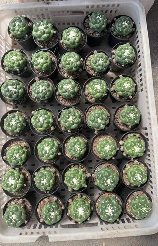 Coryphantha elephantidens